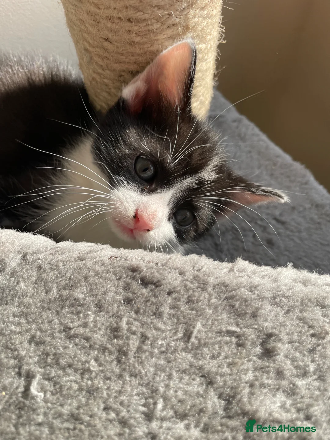 Mixed Breed cats for sale: Kittens - Advert 2