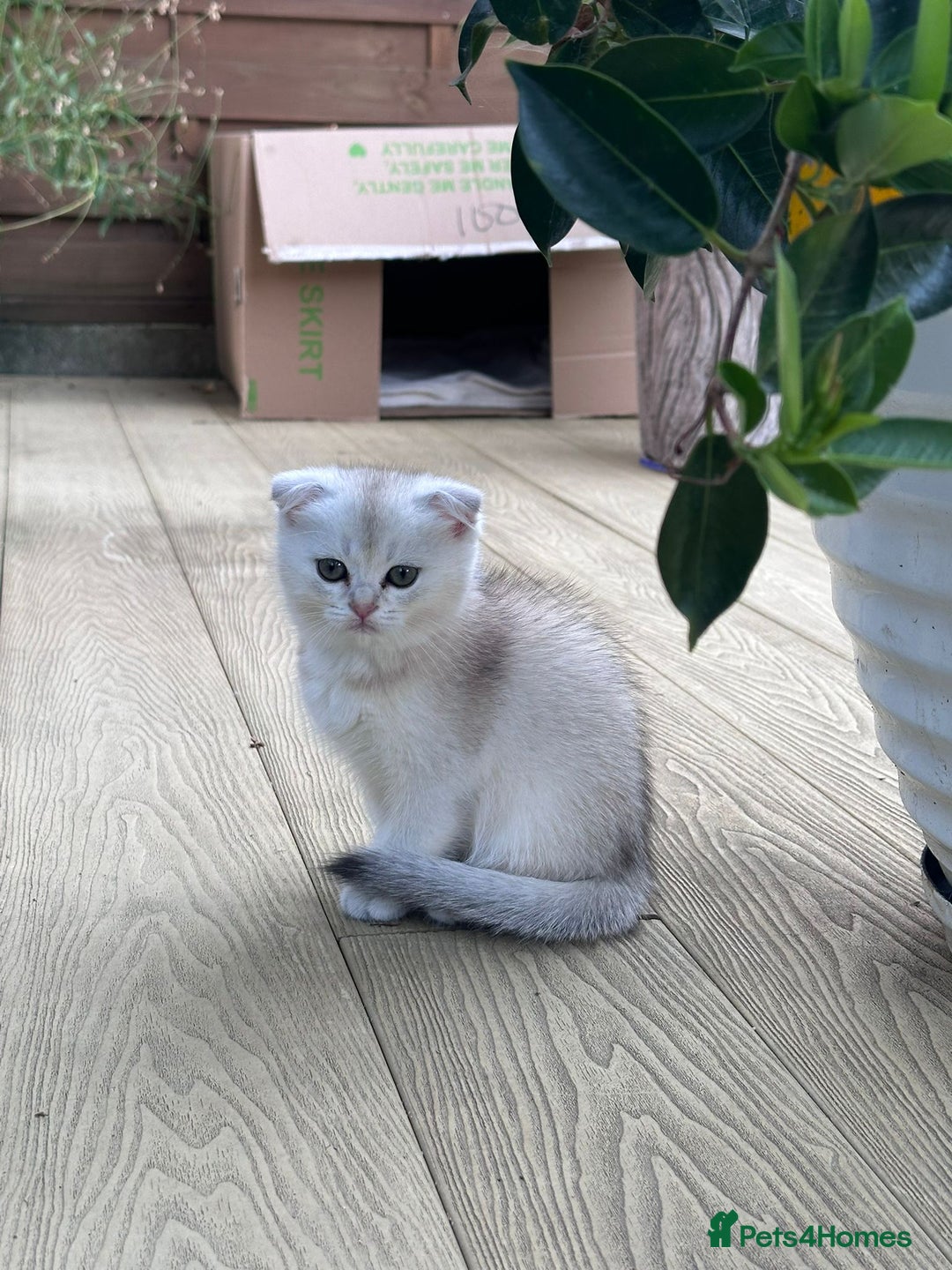 British Shorthair cats for sale: British shorthair silver chinchilla  - Image 11