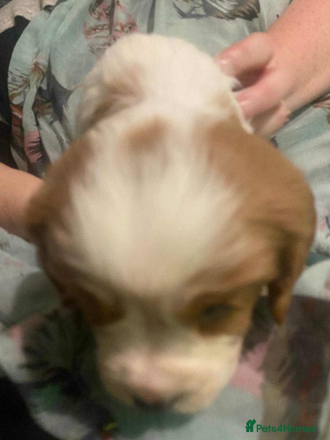 Cavalier King Charles Spaniel dogs for sale: Cavalier King Charles Spaniel Puppies - Advert 11