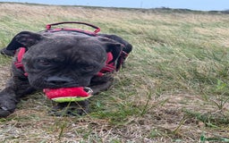 Mixed Breed dogs for sale: Cane Corso x Boxer - Image 3