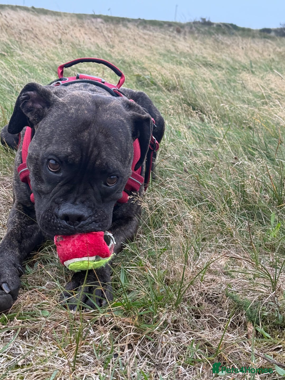 Mixed Breed dogs for sale: Cane Corso x Boxer - Image 3