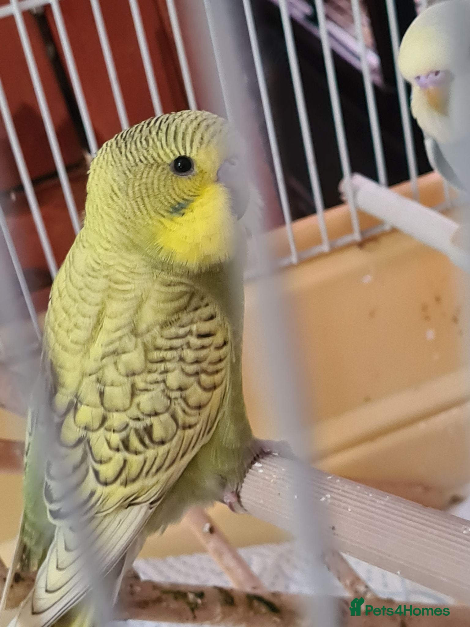 Budgerigars birds 3 X BUDGIES  - Advert 1