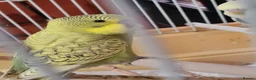 Budgerigars birds for sale: 3 X BUDGIES  - Advert 1