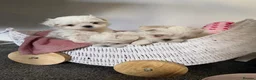 Maltese dogs for sale: Beautiful Korean Maltese puppies 🩷🩵 - Advert 7