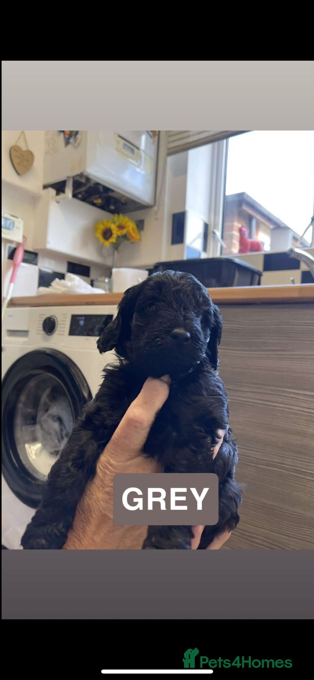 Cockapoo dogs for sale: 🐶ADORABLE F1B COCKAPOOS🐶  - Image 3