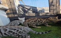 Bengal cats for sale:  Outstanding Quality Bengal kittens ready to leave - Image 24