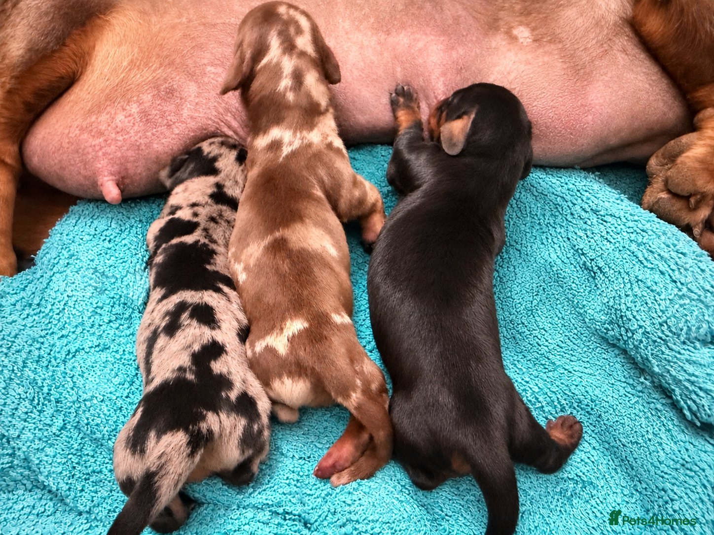 Miniature Dachshund dogs Very small smooth miniature daschund  - Advert 2