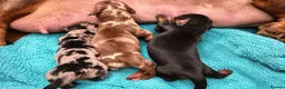Miniature Dachshund dogs for sale: Very small smooth miniature daschund  - Advert 2
