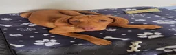 Hungarian Vizsla dogs for sale: Hungarian Vizsla Puppy 14 weeks old  - Advert 6