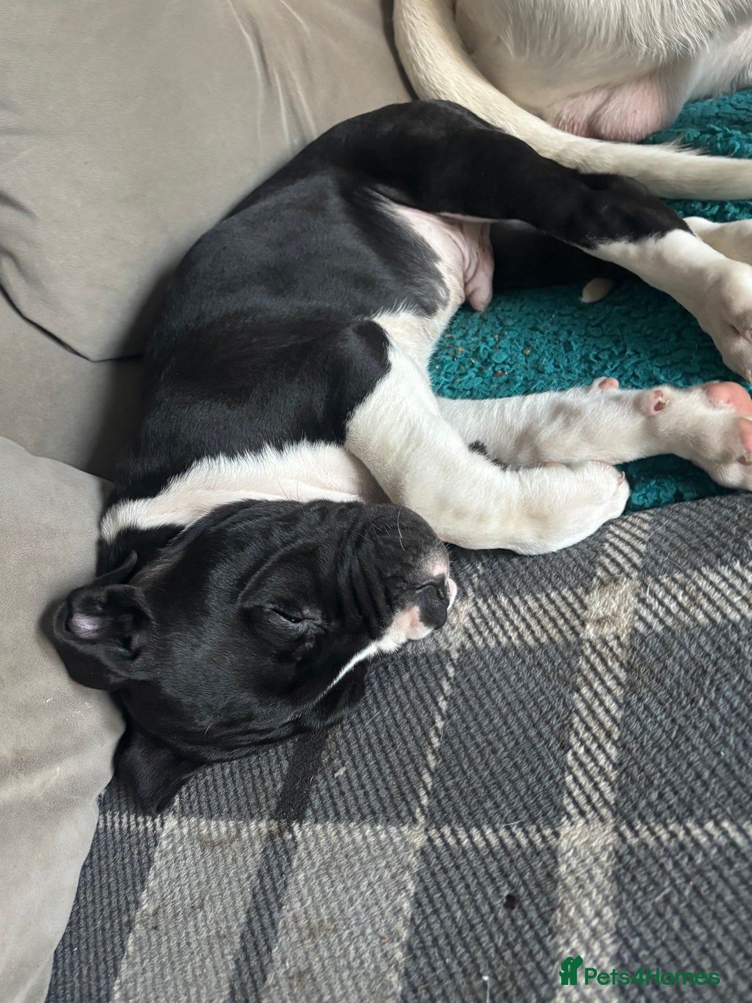 Mixed Breed dogs for sale: Cane corso puppys - Advert 23