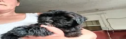 Shihpoo dogs for sale: Shihpoo pups - Advert 2
