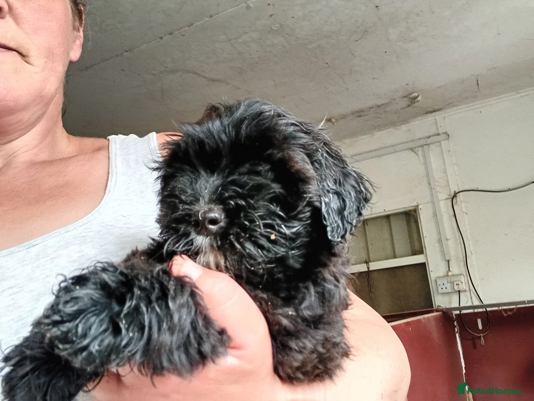 Shihpoo dogs for sale: Shihpoo pups - Advert 2