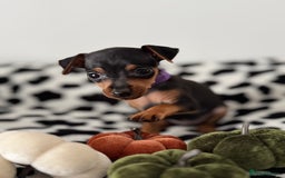 Miniature Pinscher dogs for sale: Not KC Reg Miniature Pincher Girl - Image 10