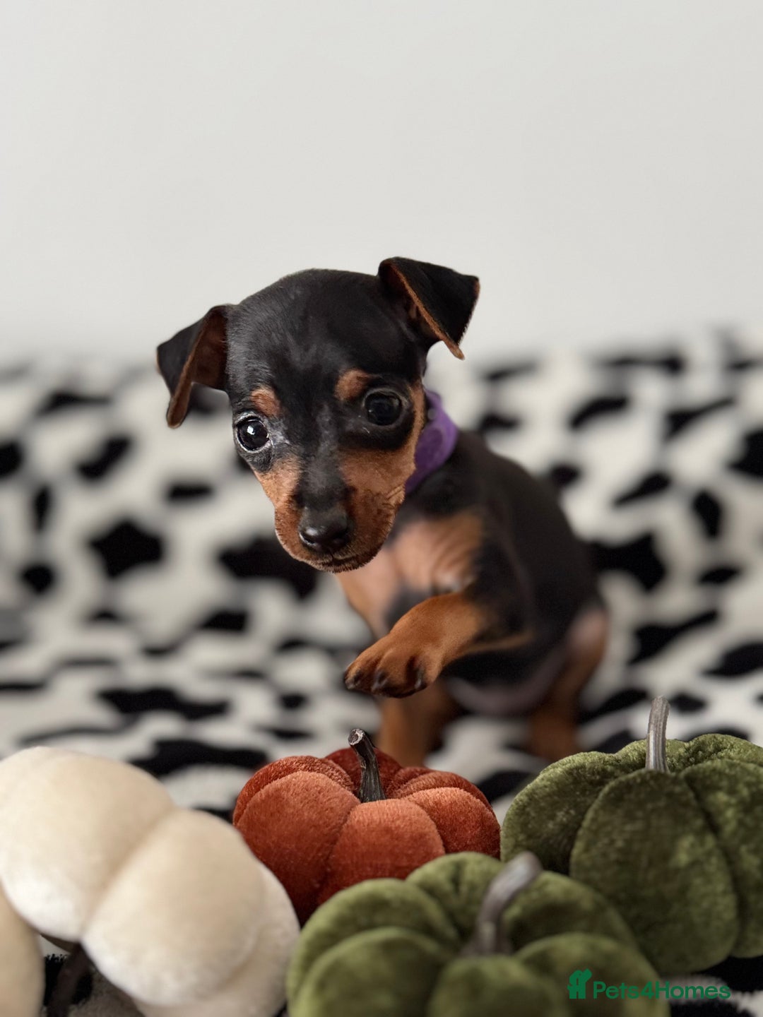Miniature Pinscher dogs for sale: Not KC Reg Miniature Pincher Girl - Image 10