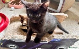 Mixed Breed cats for sale: Lovely bengal mix kittens: tabby, ginger, black - Image 7