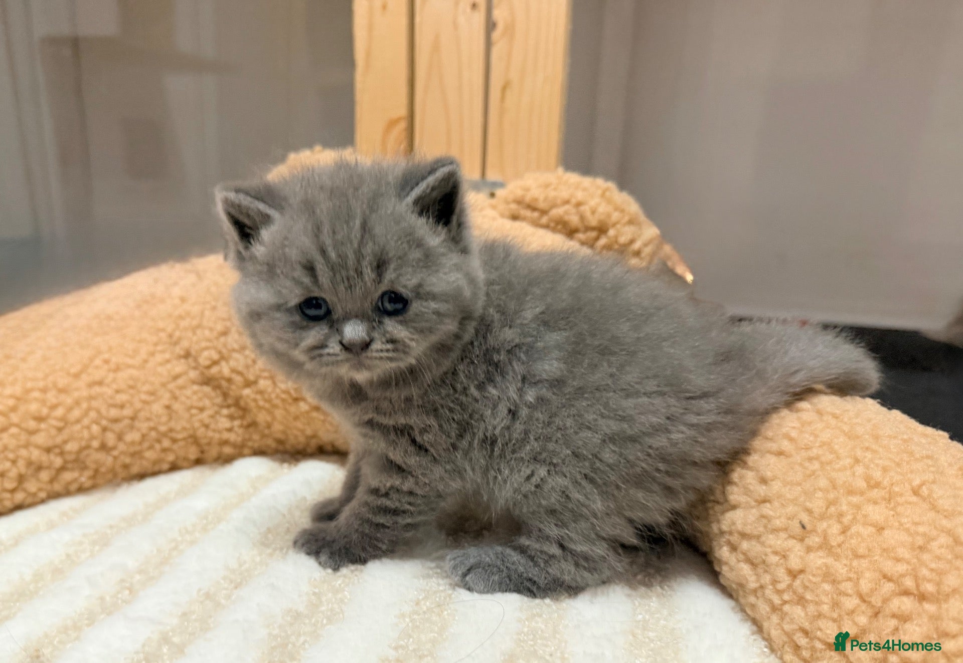 British Shorthair cats Gccf registered British shorthair kittens - Advert 1