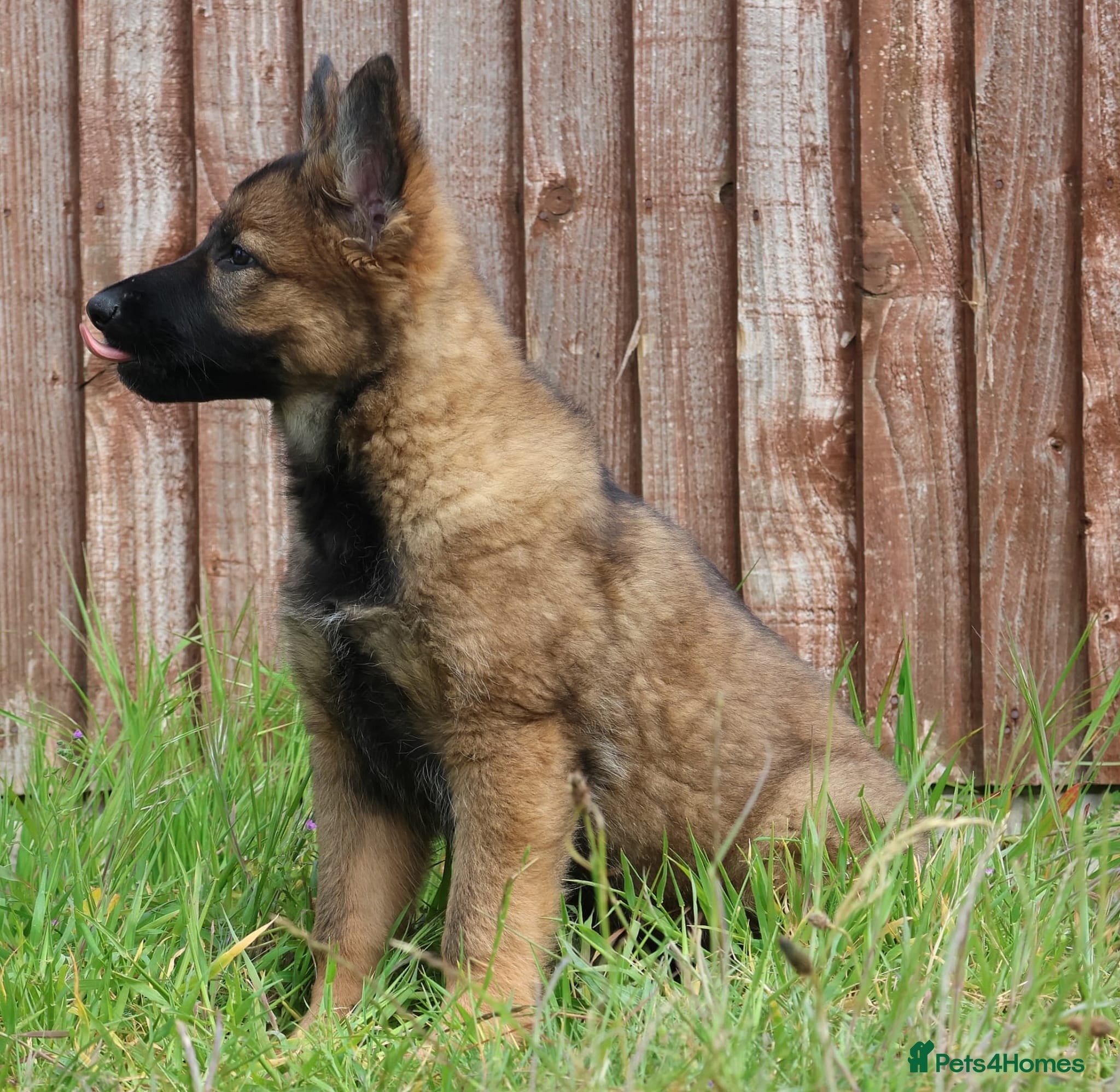 German Shepherd dogs German shepherd puppies working line - Advert 2