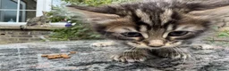 Maine Coon cats for sale: Maine Coon Bengal Cross Kittens - Advert 24