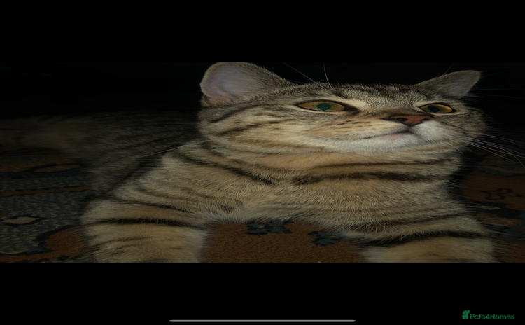 Brazilian Shorthair cats - Advert 1