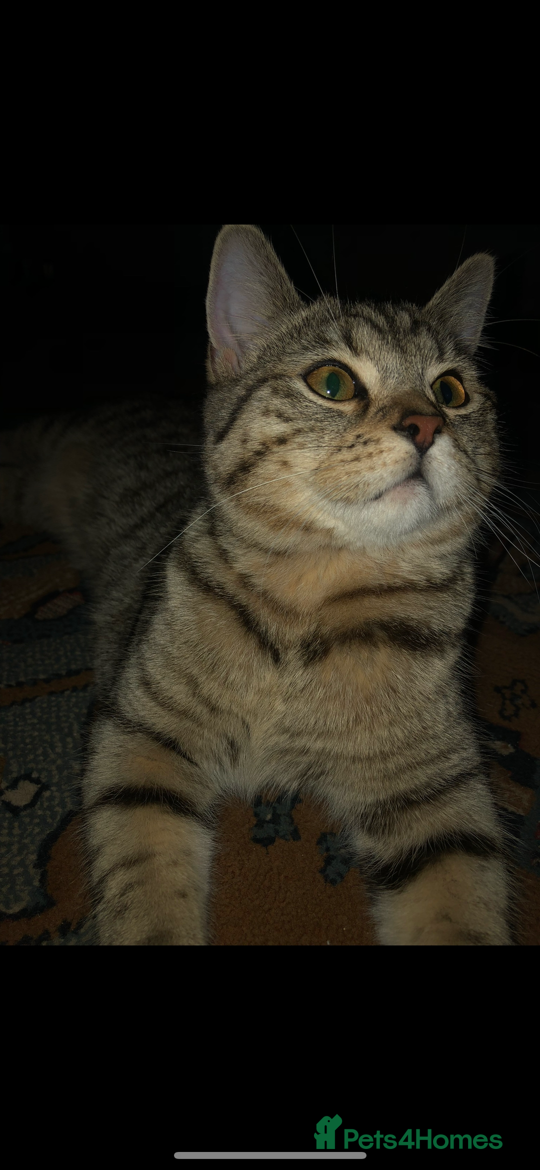 Brazilian Shorthair cats for sale: Beautiful cat British shorthair x tabby cat - Image 1