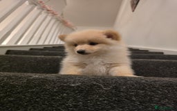 Pomeranian dogs for sale: Sweet puppies  - Image 10