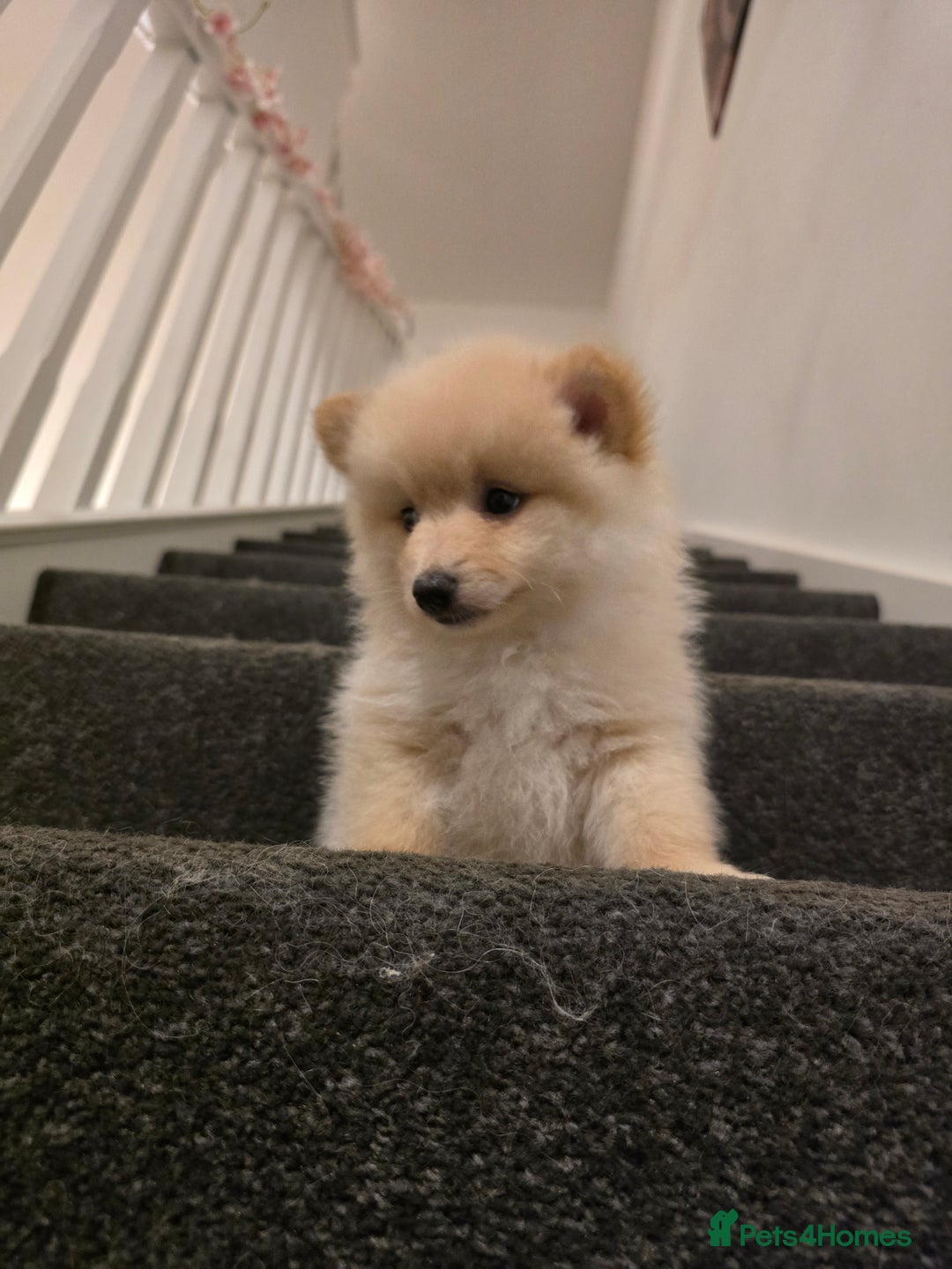 Pomeranian dogs for sale: Sweet puppies  - Image 10