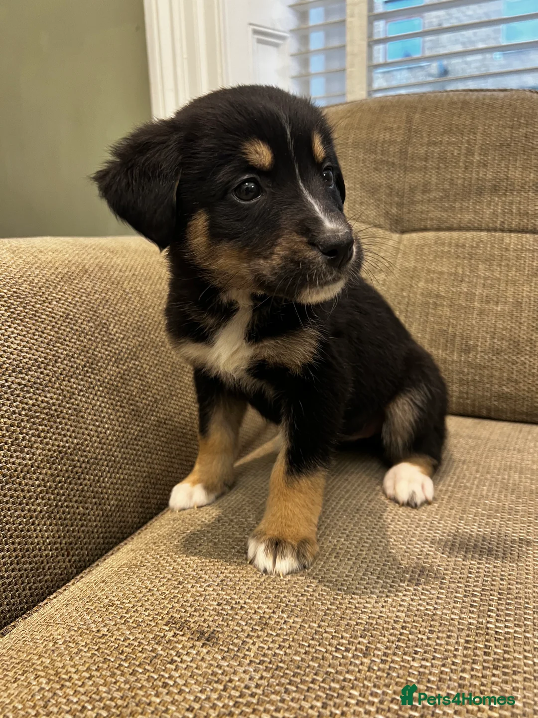 Mixed Breed dogs for sale: Bernese X Huskydor Pups - Advert 31