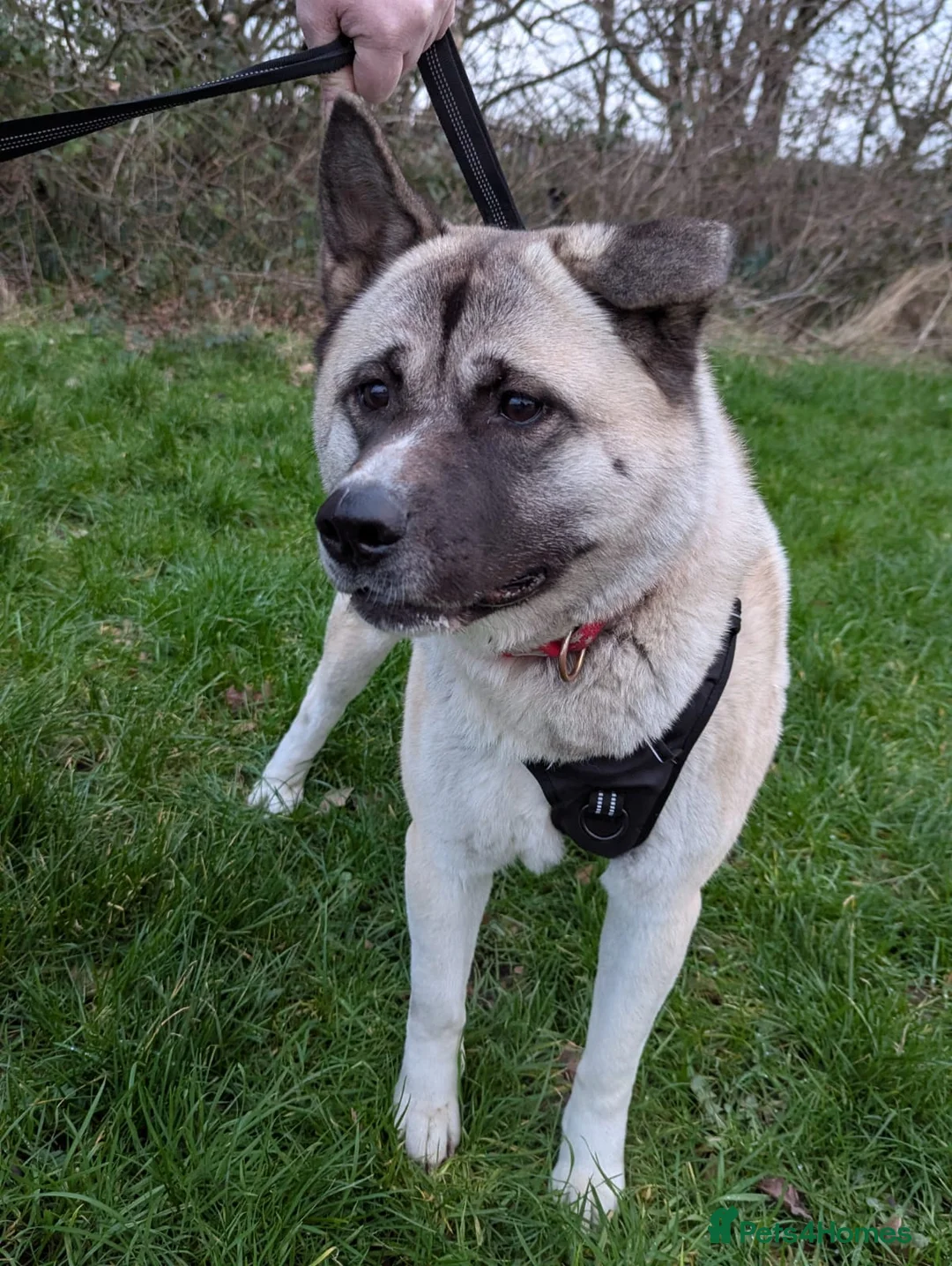 Akita dogs for sale: 2 Year Old American Akita Female - Advert 1
