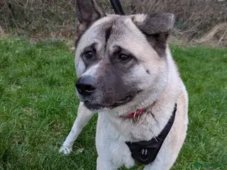 Akita dogs 2 Year Old American Akita Female - Advert 1