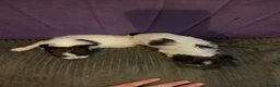 Papillon dogs for sale: KC Registered Papillon Puppies (Ready Soon!) - Advert 11