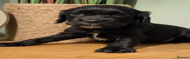 Cocker Spaniel 2