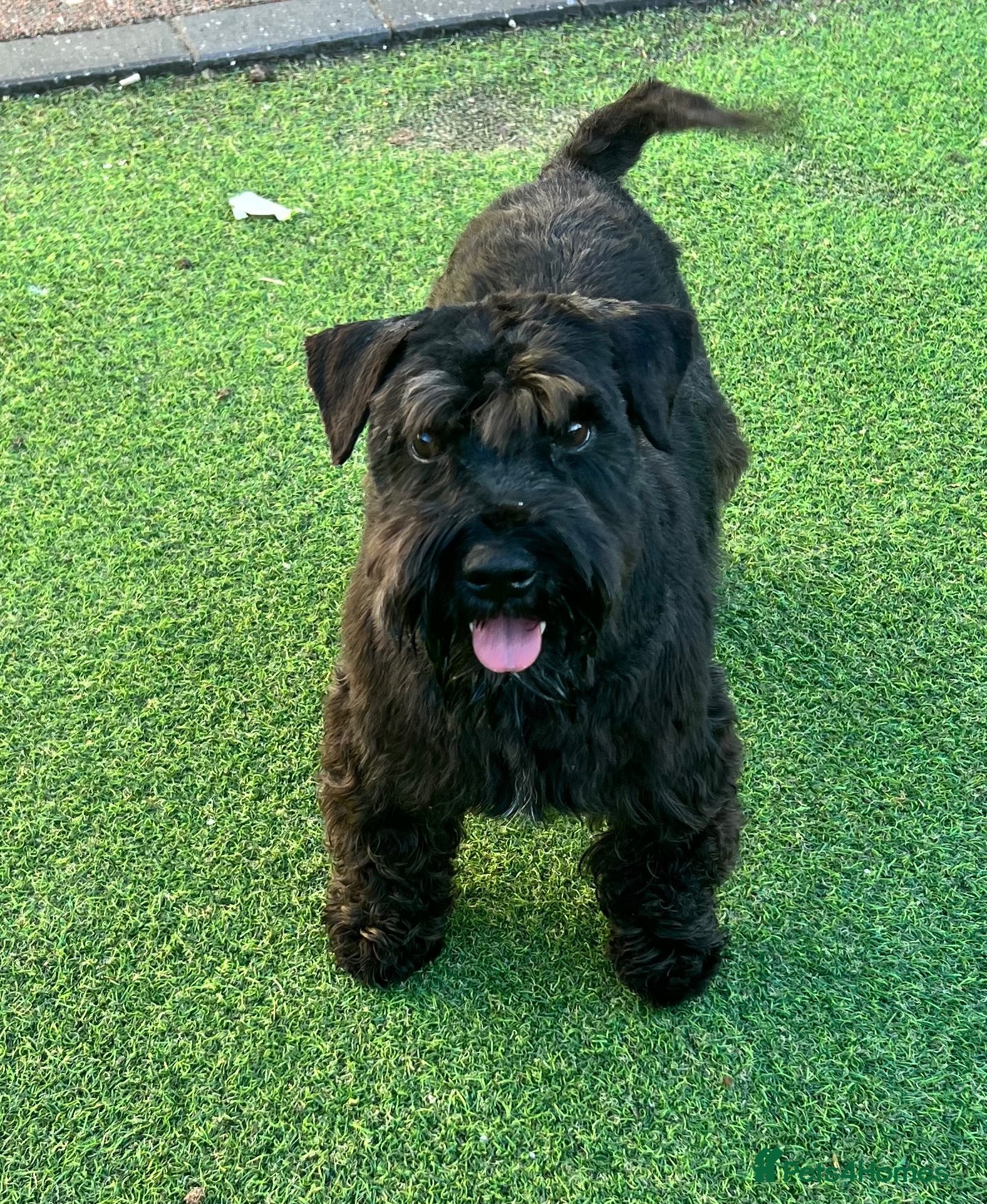 Mixed Breed dogs Schnauzer/schnoodke mix boy and girl ready now - Advert 3