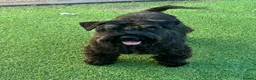 Mixed Breed dogs for sale: Schnauzer/schnoodke mix boy and girl ready now in Newark - Advert 1