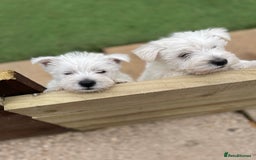 West Highland Terrier dogs for sale: West highland terrier  - Image 5