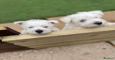 West Highland Terrier dogs West highland terrier  - Advert 3