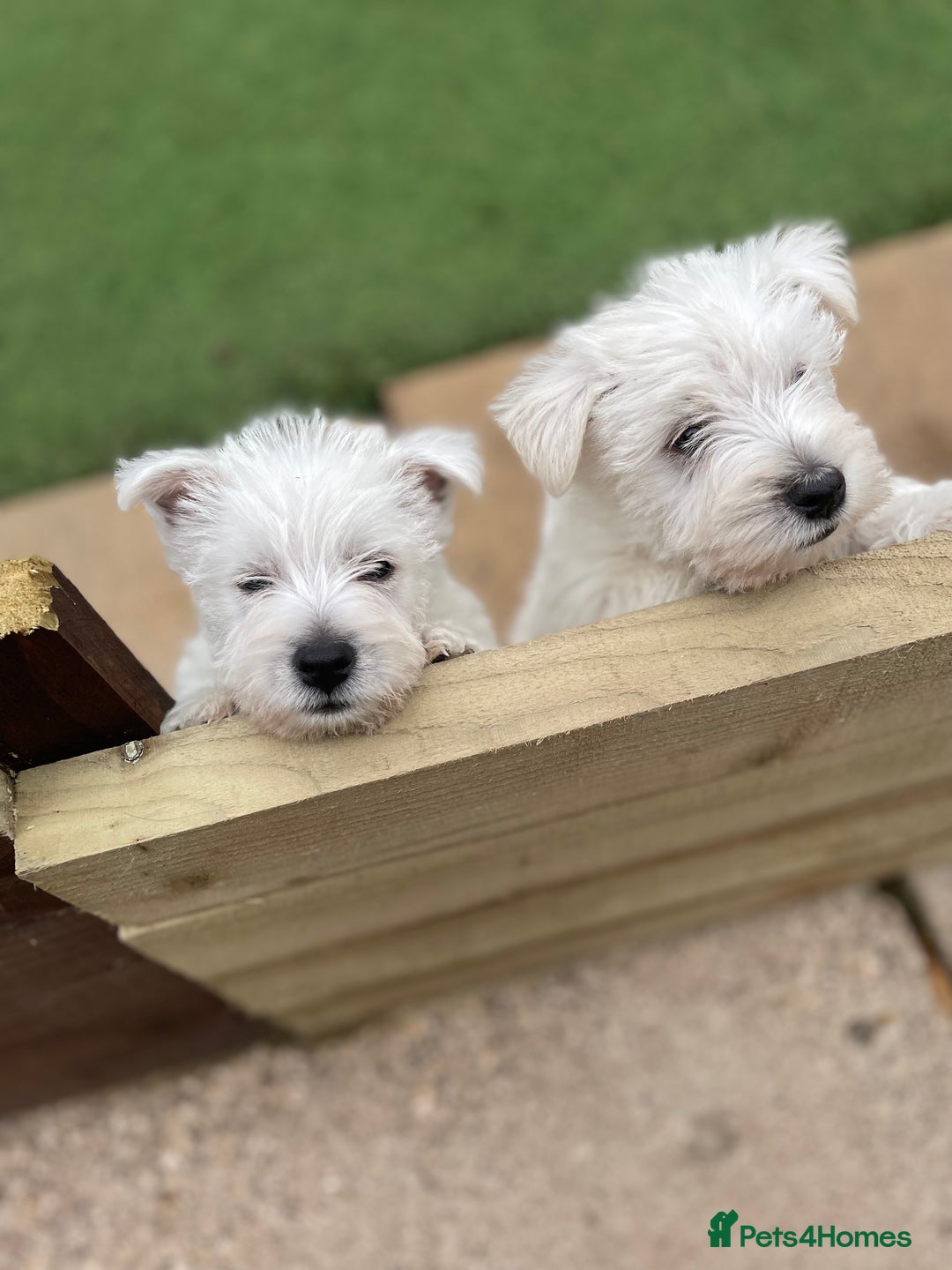 West Highland Terrier dogs for sale: West highland terrier  - Image 5