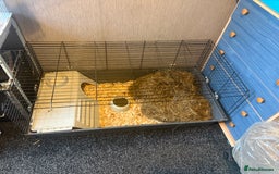 Mixed Breed rodents for sale: Sow Guinea pigs   in Preston - Advert 5