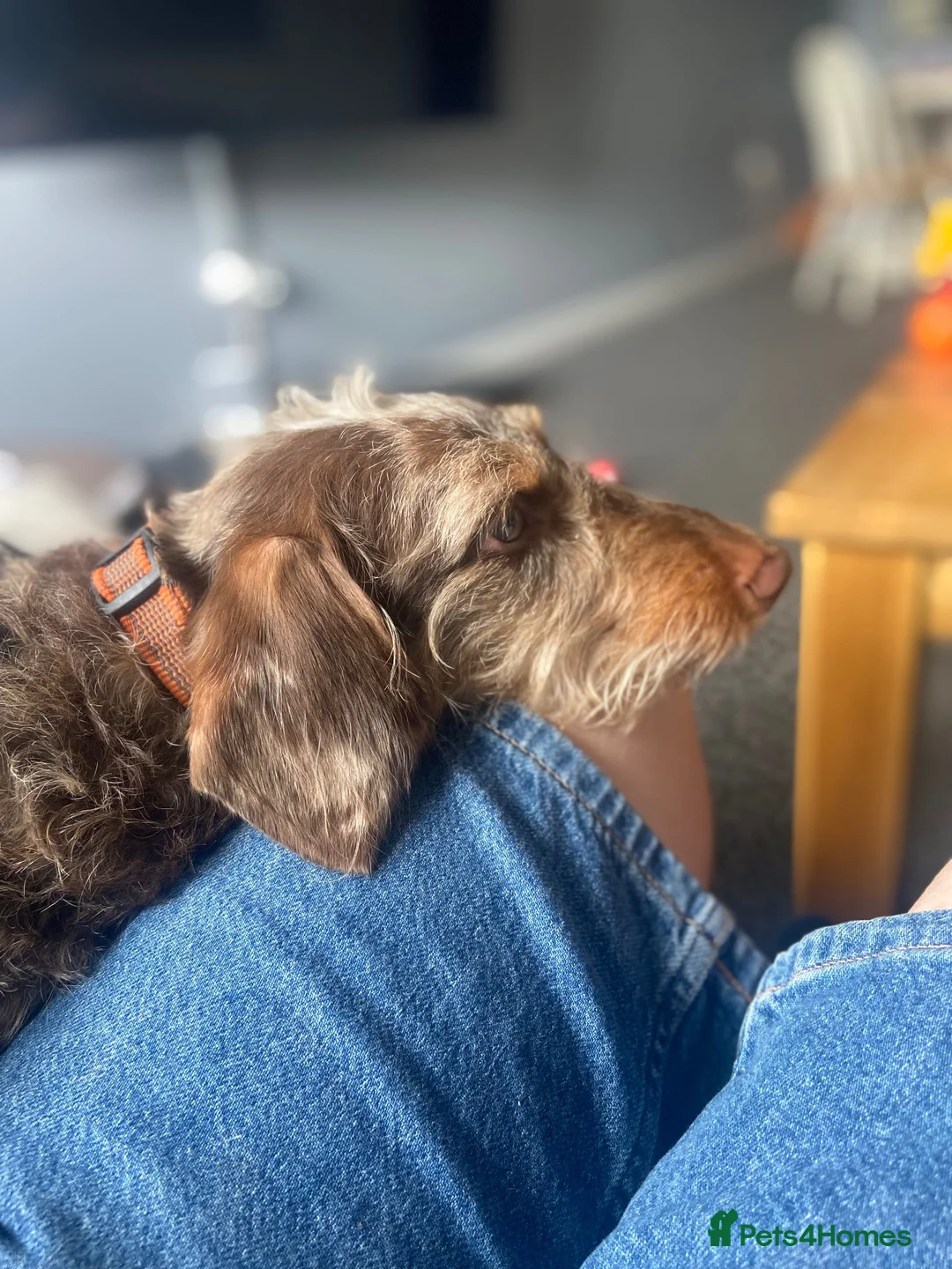 Doxiepoo dogs for sale: 5YR OLD DOXIEPOO FOR SALE in London - Advert 7