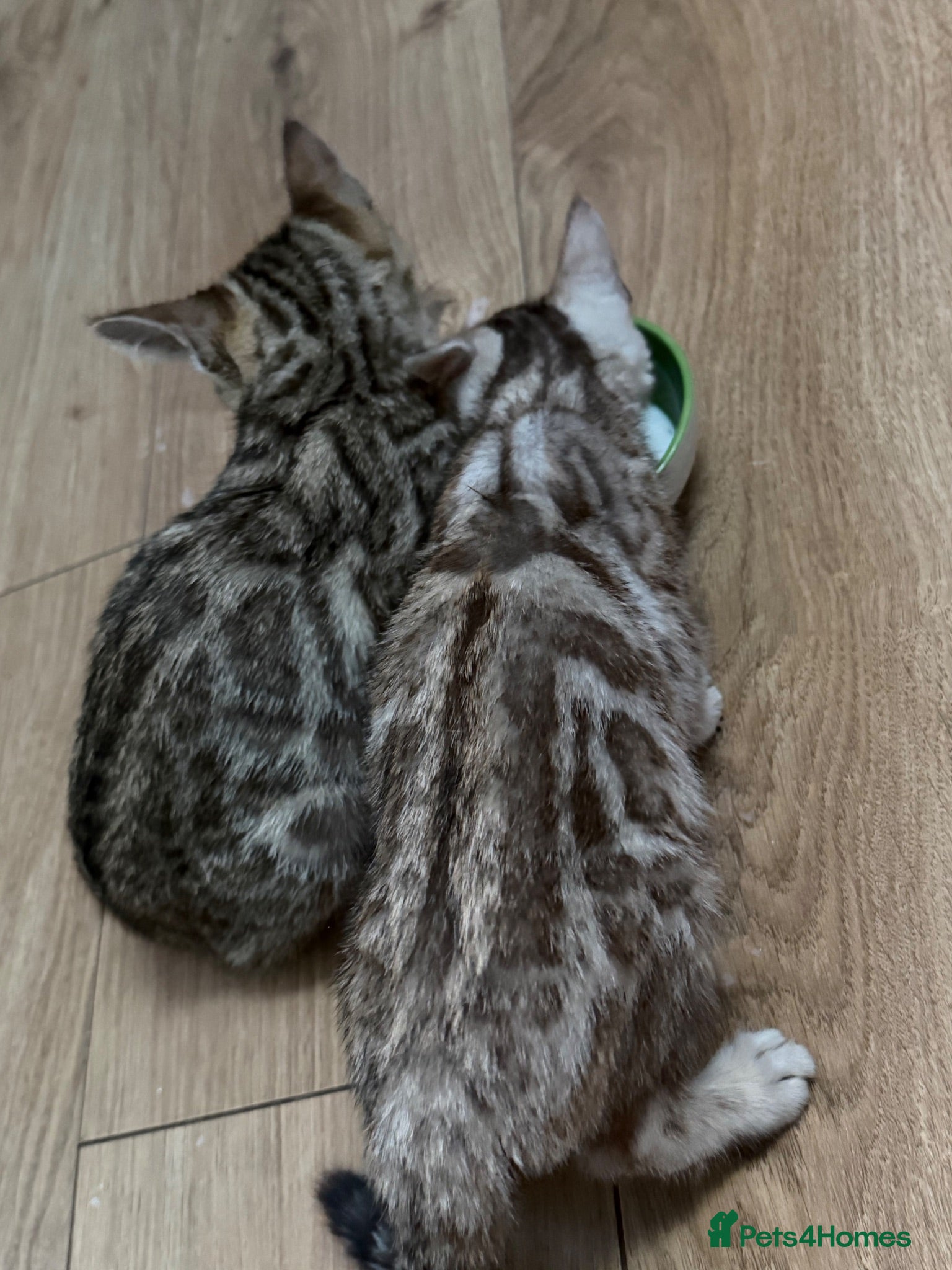 Bengal cats 2 bengal kittens READY NOW! - Advert 1