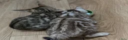 Bengal cats for sale: 2 bengal kittens READY NOW! - Advert 1
