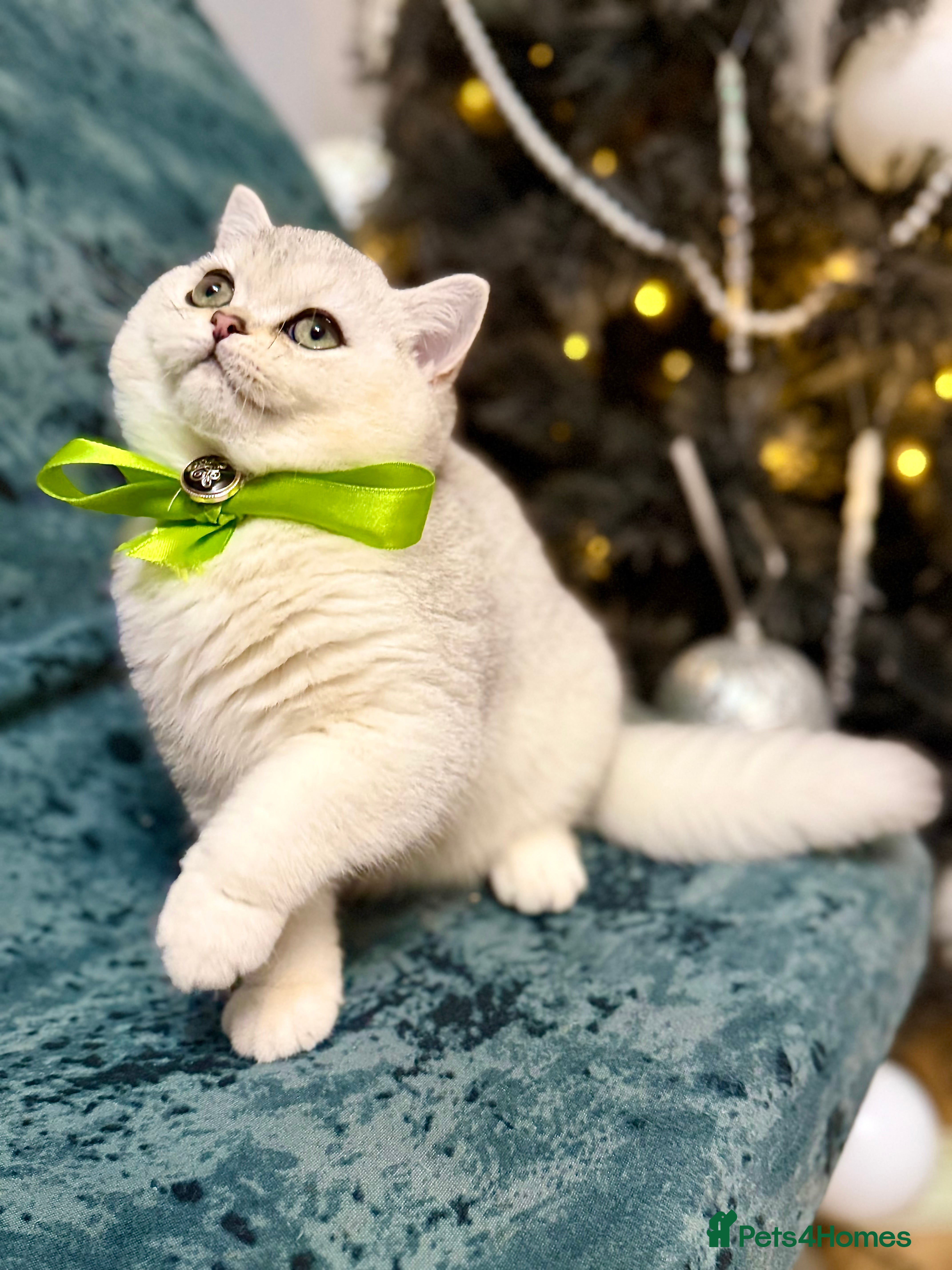 British Shorthair cats BSH🤍Pedigree 🐾GCCF🌟 - Advert 5