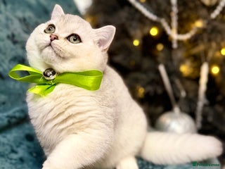 British Shorthair cats BSH🤍Zubracat Gucci 🤍GCCF🌟 - Advert 2