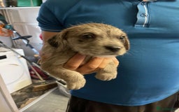 Mixed Breed dogs for sale: Beautiful puppies - Image 5