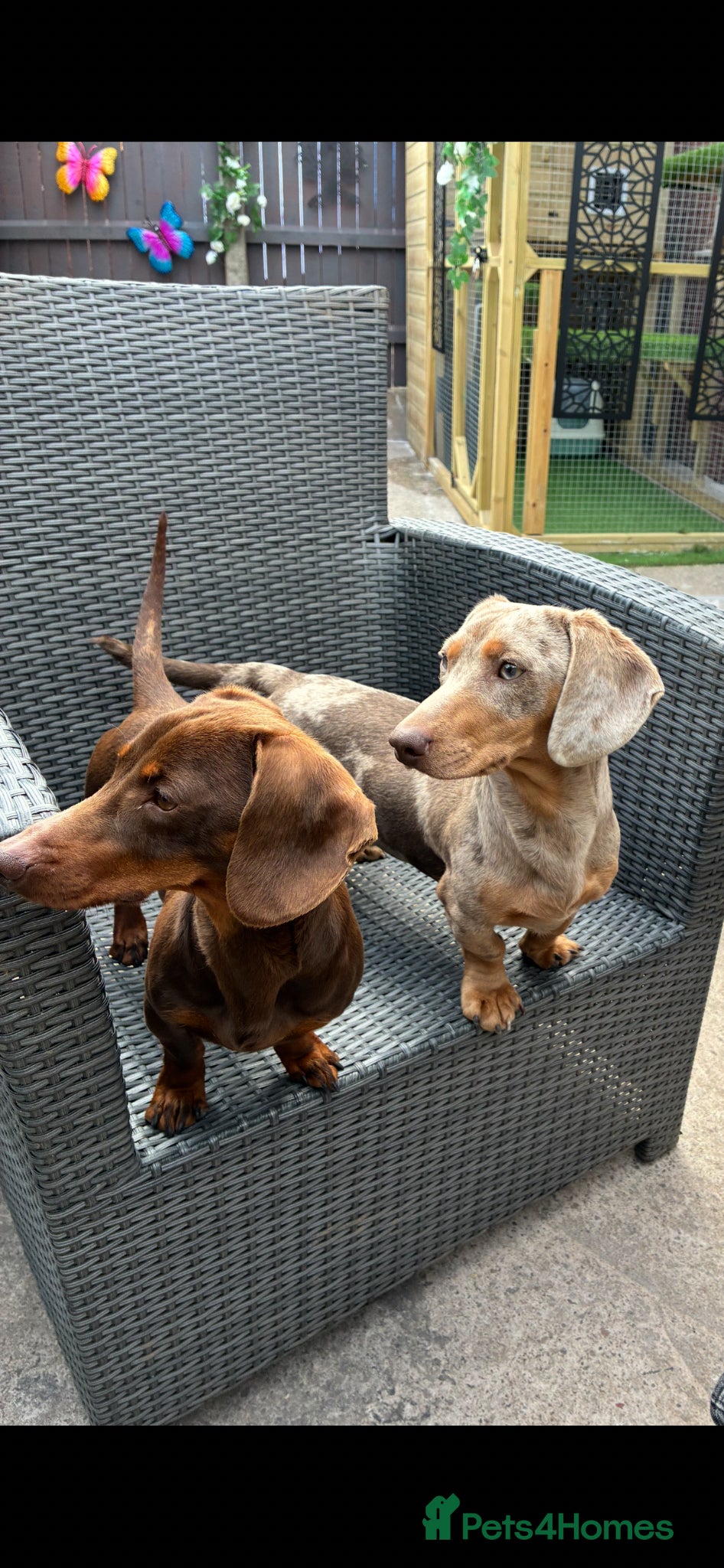 Miniature Dachshund dogs Miniature dachund pups  - Advert 10