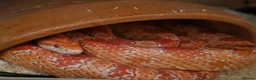 Corn Snake reptiles for sale: Corn Snake with Vivarium in Neath - Advert 1