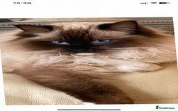 Ragdoll cats for sale: Available Now! GCCFReg   - Image 12
