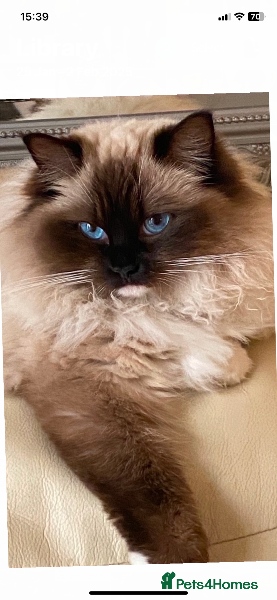 Ragdoll cats for sale: Available Now! GCCFReg   - Image 12