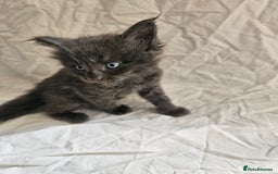 Maine Coon cats for sale: Black Smoke Kittens - Image 9