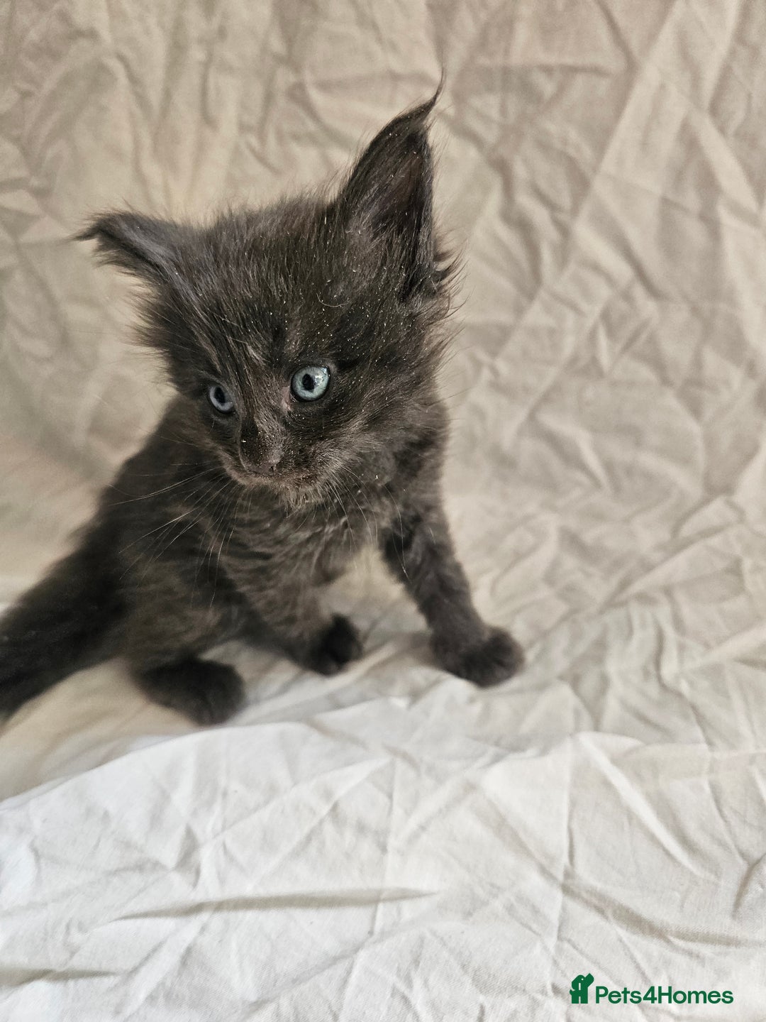 Maine Coon cats for sale: Black Smoke Kittens - Image 9