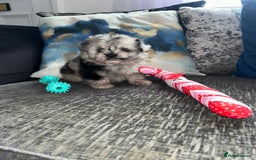 Pomeranian dogs for sale: TINY MARBLE POMERANIAN GIRL  - Image 9